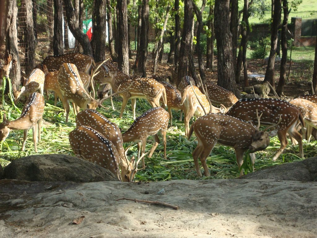 Zoo Best Places to visit in Dehradun