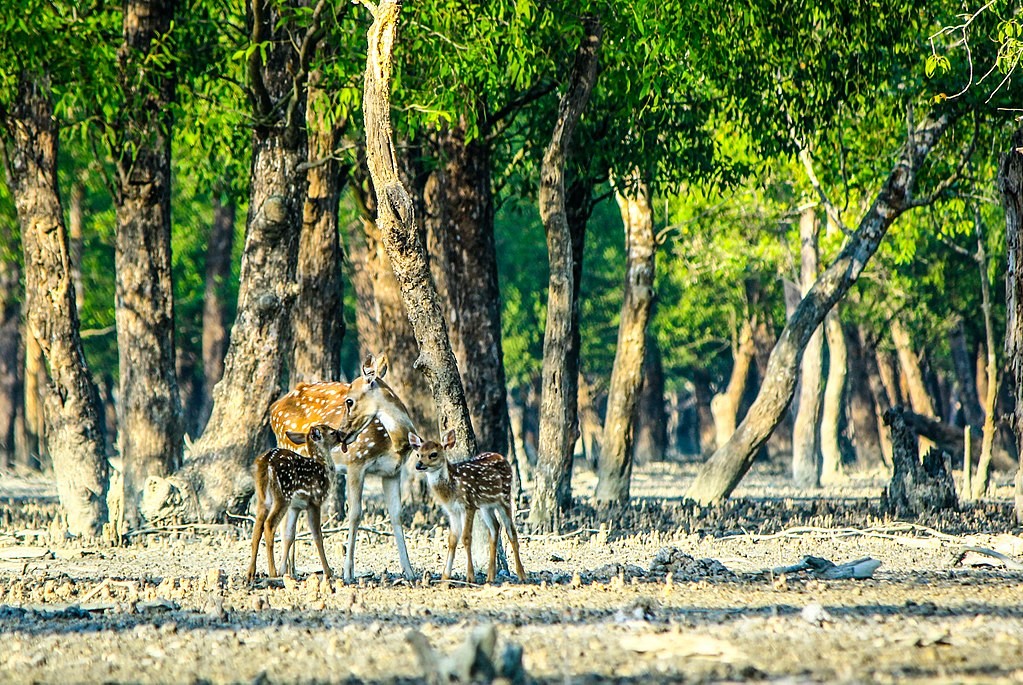 sundarbans - places to visit in West Bengal