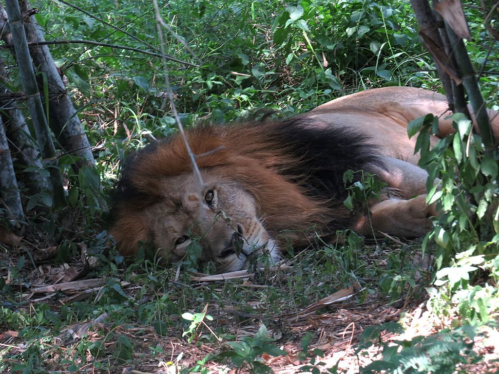 Lion and Tiger Safari